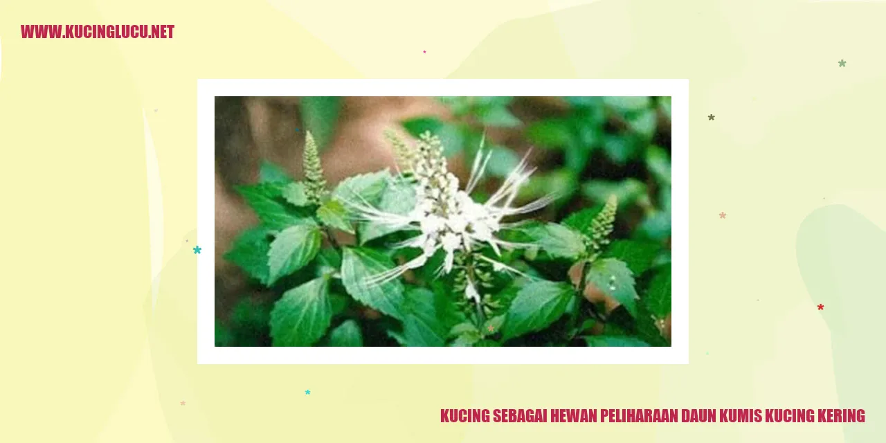 Gambar Kucing sebagai Hewan Peliharaan