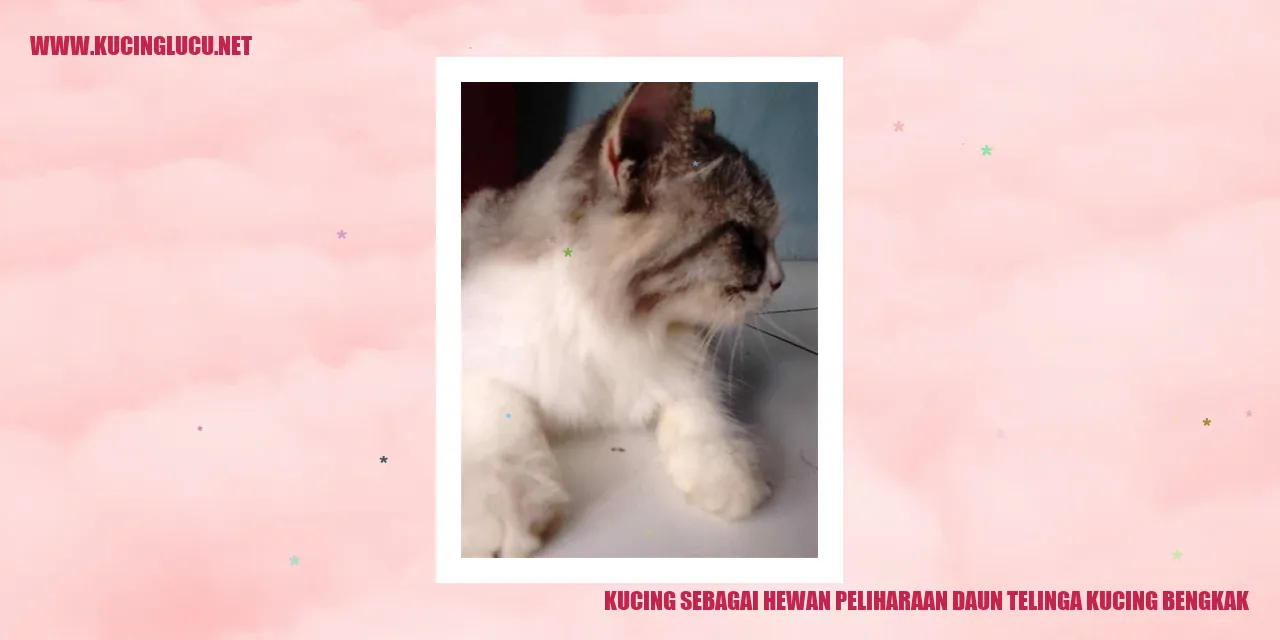 Kucing sebagai Hewan Peliharaan daun telinga kucing bengkak