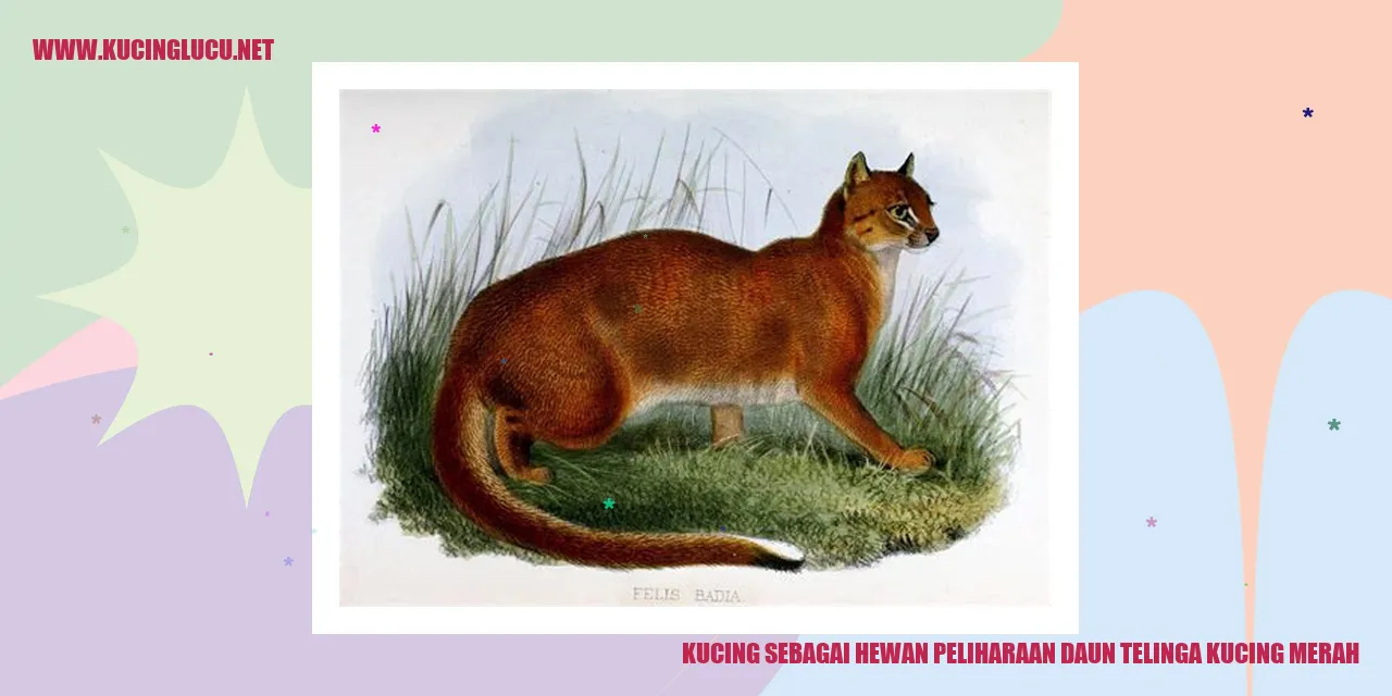 Gambar kucing sedang tidur