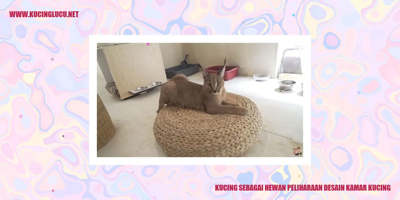 Gambar kucing bermain di dalam kamar