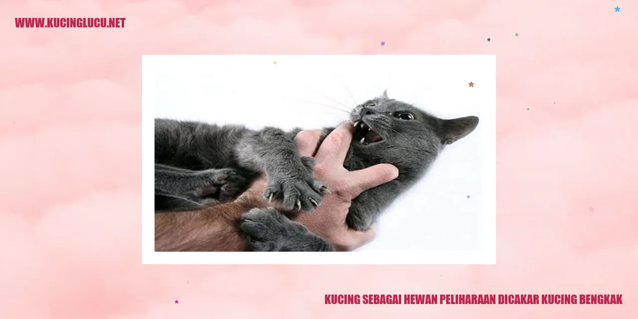 Gambar kucing bengkak