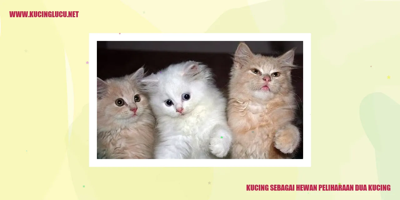 Kucing sebagai Binatang Peliharaan dua kucing