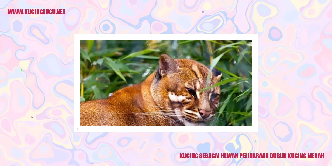 Gambar kucing merah