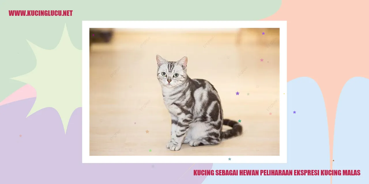 Seorang kucing malas sedang tidur