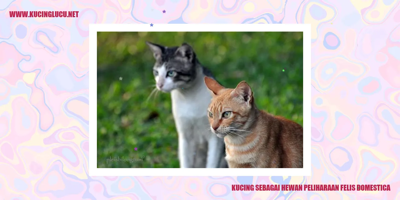 Gambar Kucing