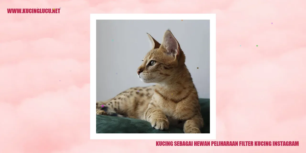 Gambar kucing yang menggemaskan
