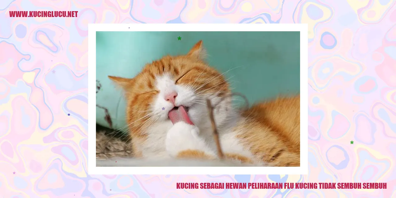 Gambar lucu kucing