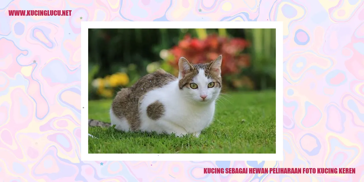 Foto kucing keren