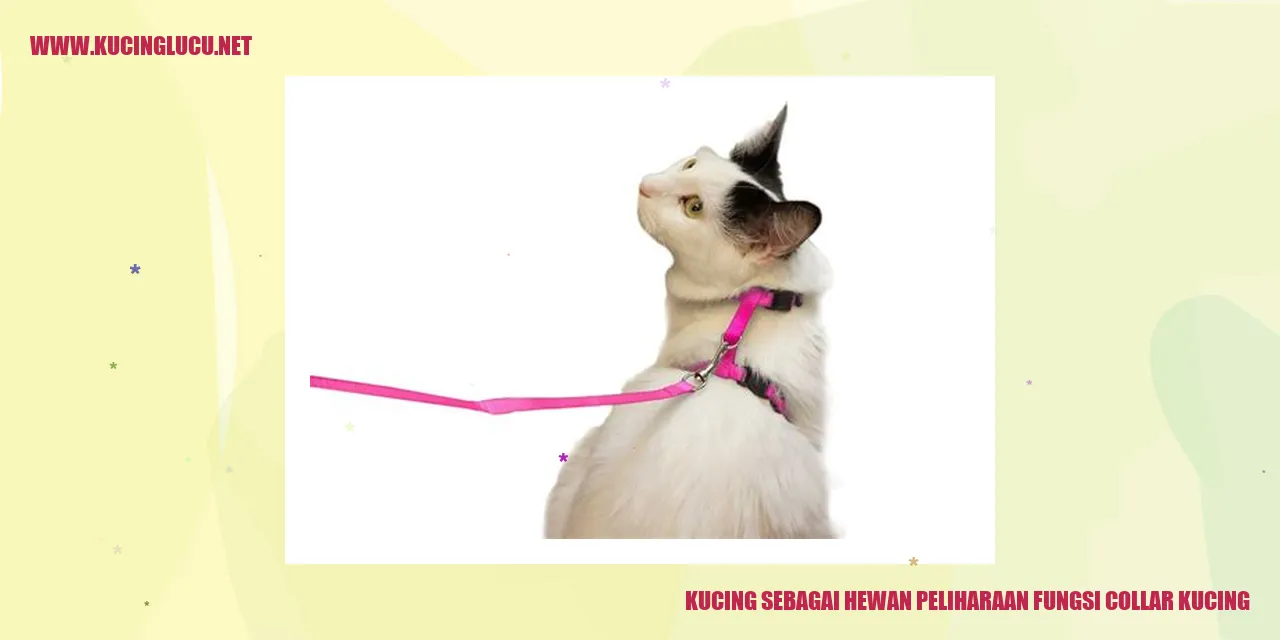 Gambar Kucing dengan kerah