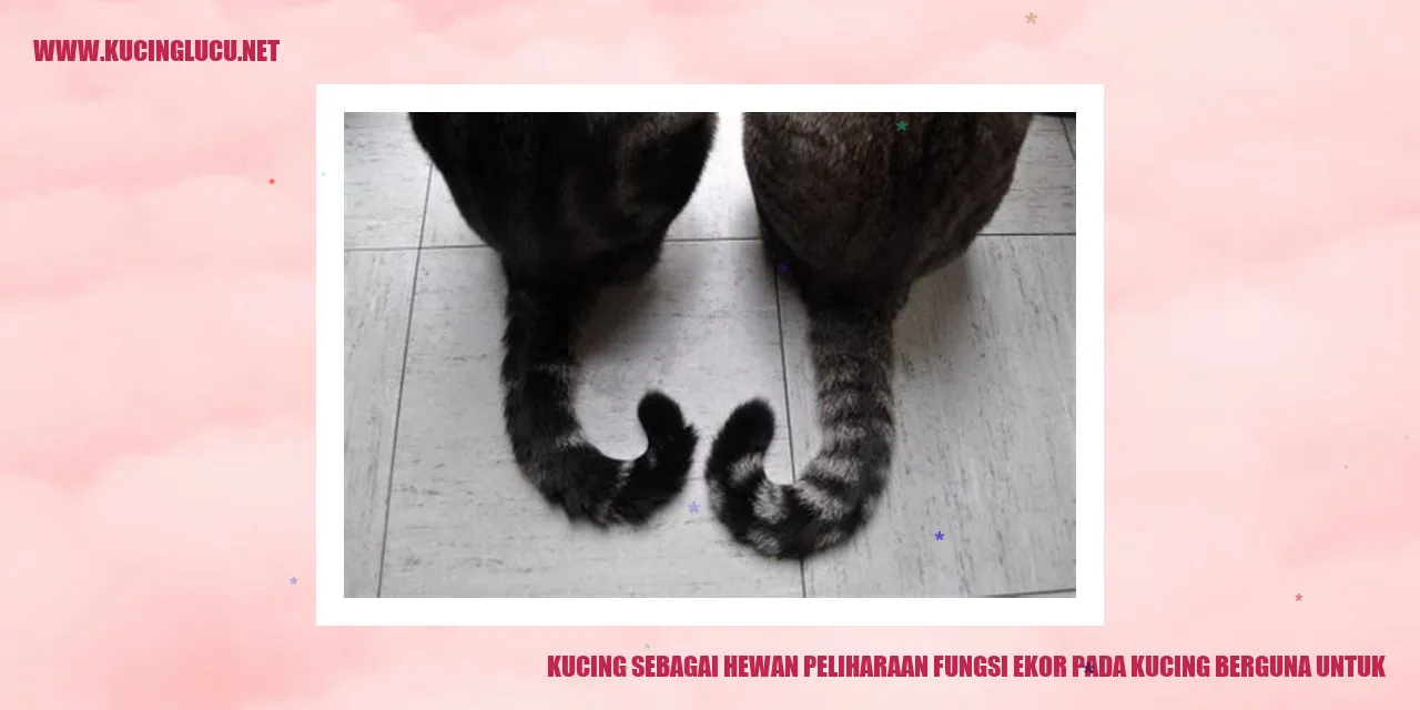 Foto Menggemaskan Seekor Kucing dengan ekornya