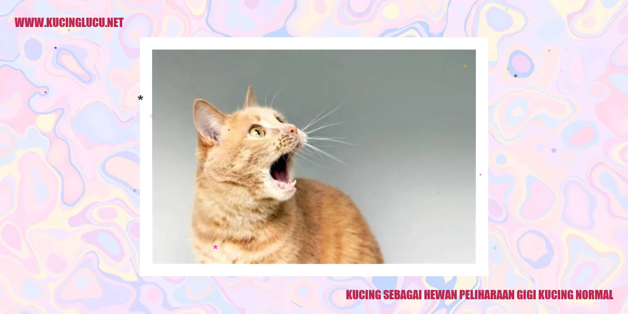 gambar kucing