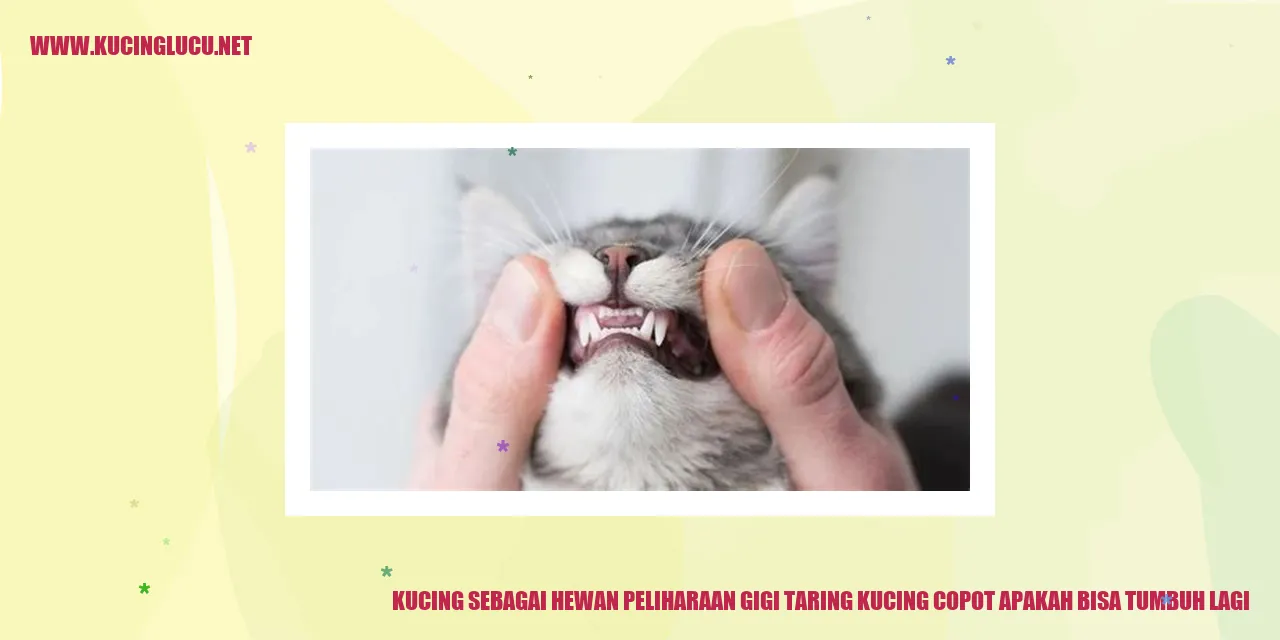 Gigi Taring Kucing