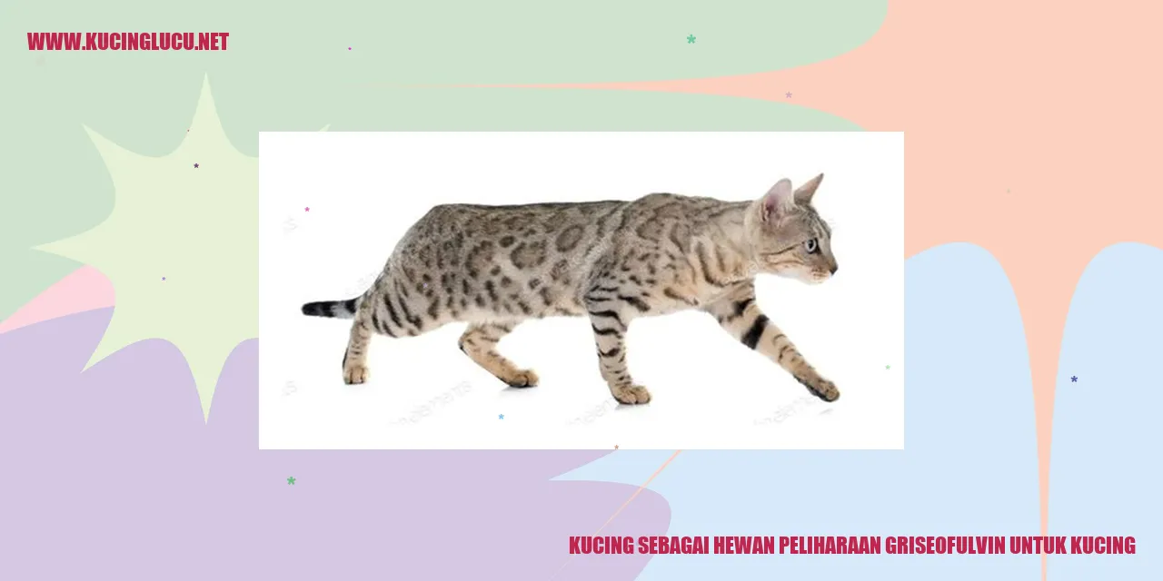 gambar kucing