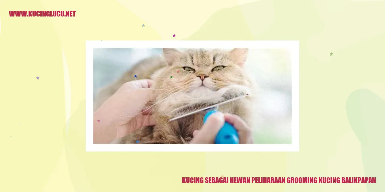 Gambar kucing yang sedang dipotong bulu