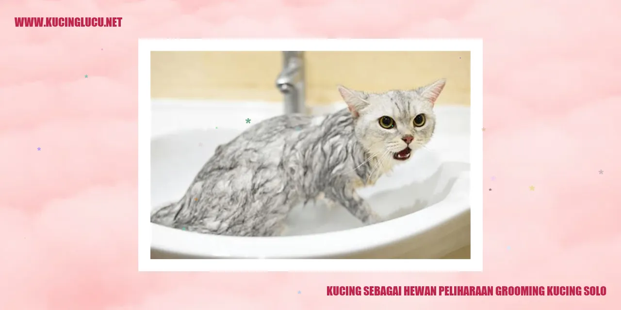 Gambar Lucu Kucing