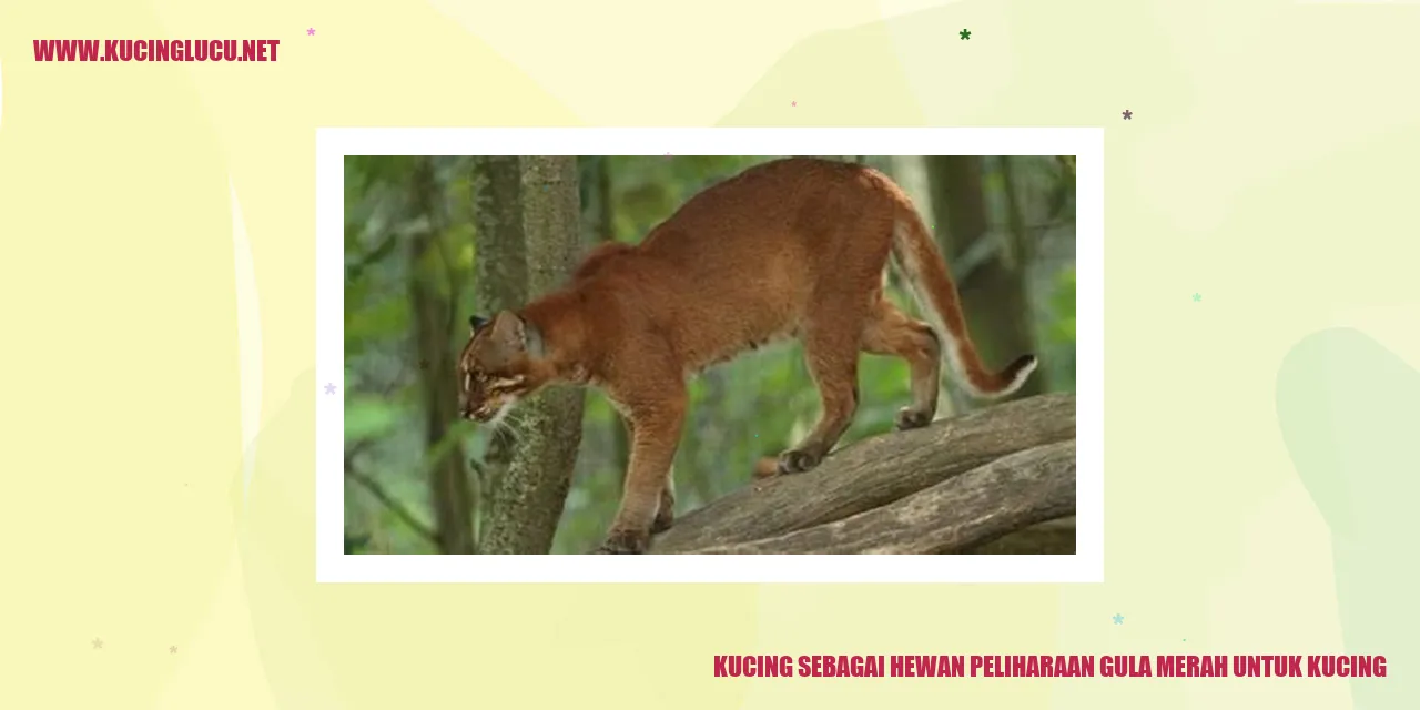 Kucing manis yang menggemaskan