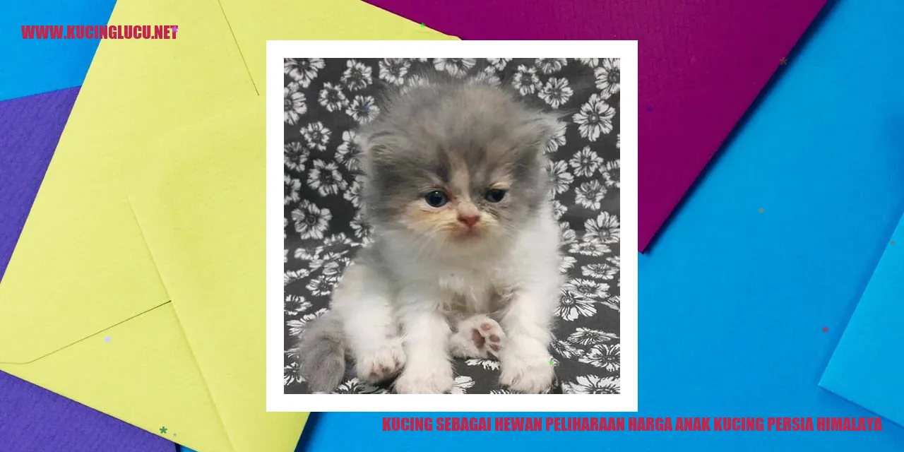 Kucing Persia Himalaya Kucing Persia Himalaya