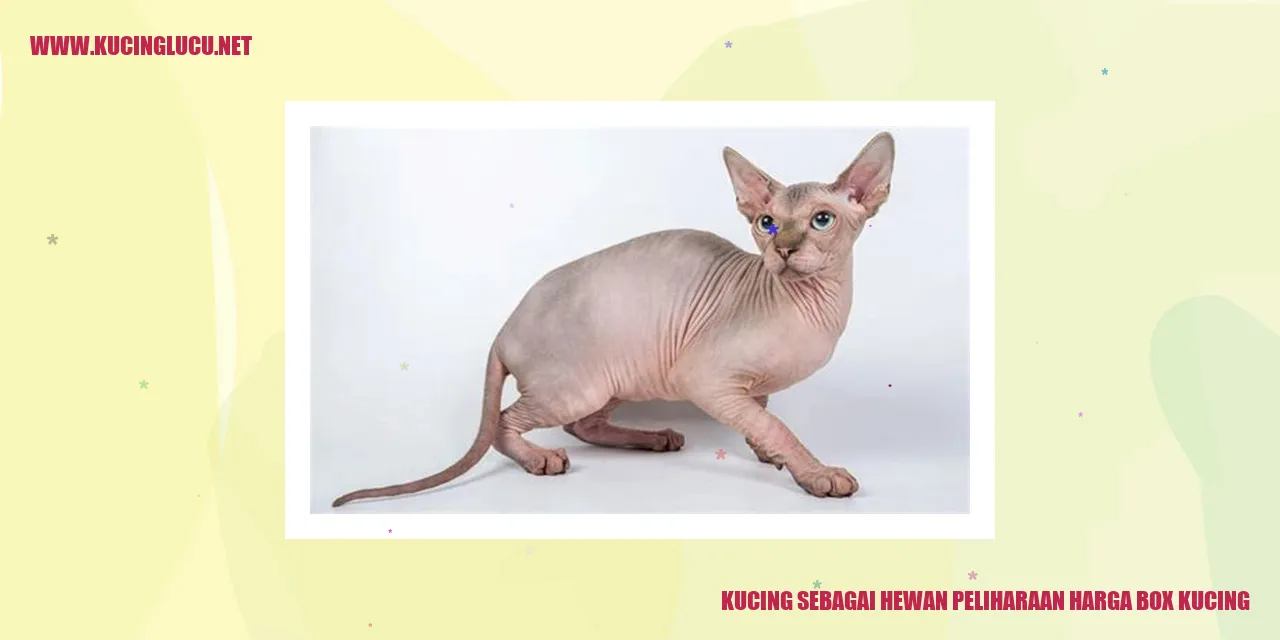 Gambar Kucing