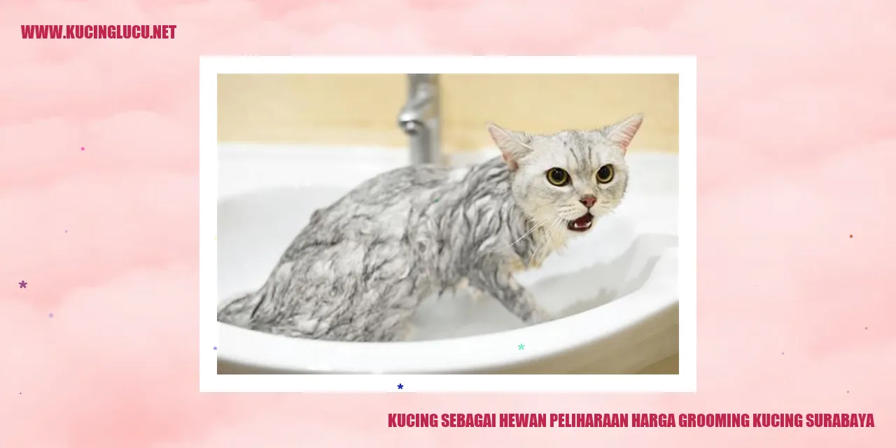 Grooming Kucing Surabaya