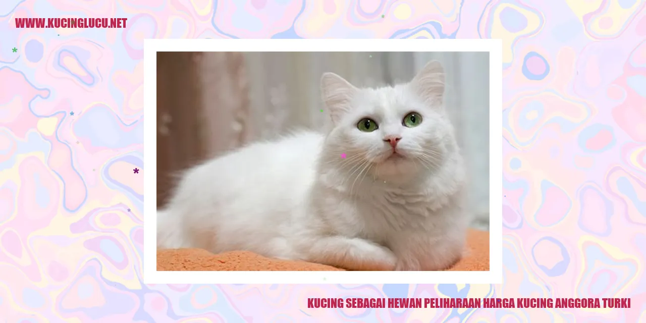 Gambar kucing anggora turki