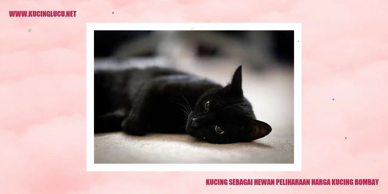 Kucing Bombay