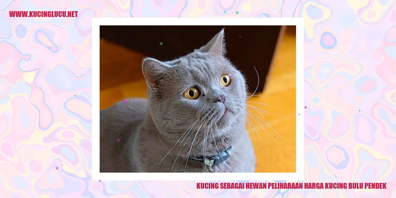gambar kucing bulu pendek