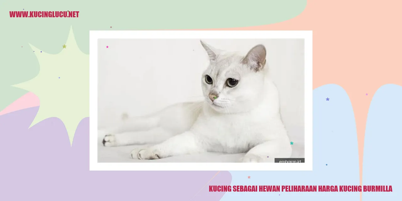 Kucing Burmilla