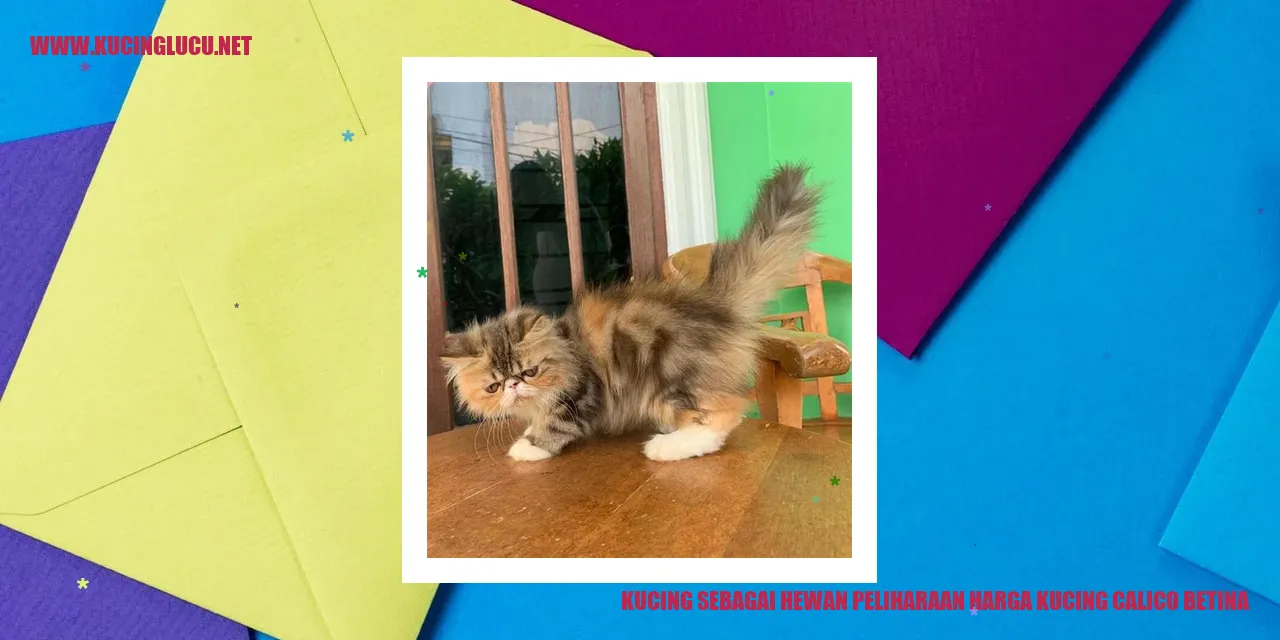 Potret Kucing Calico Betina