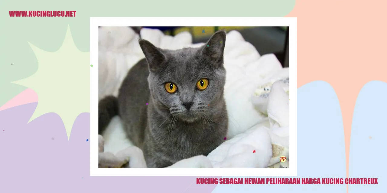 kucing chartreux