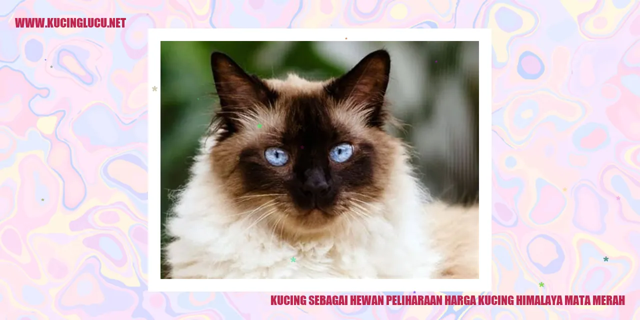 Gambar Kucing Himalaya Mata Merah