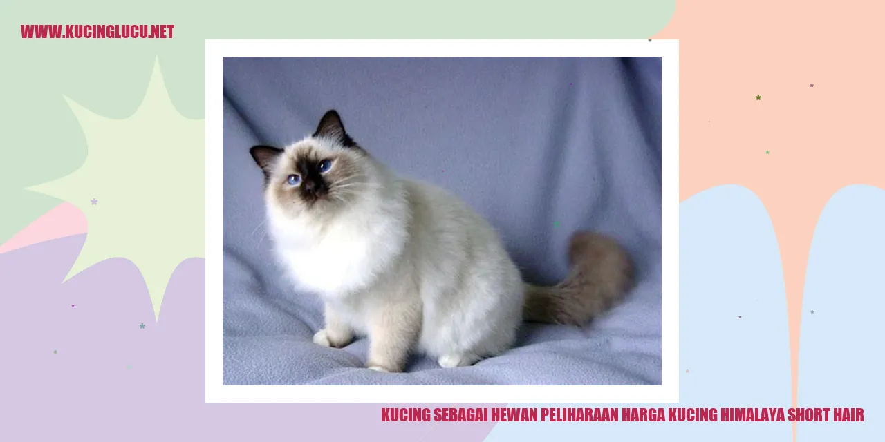 Kucing Himalaya Short Hair