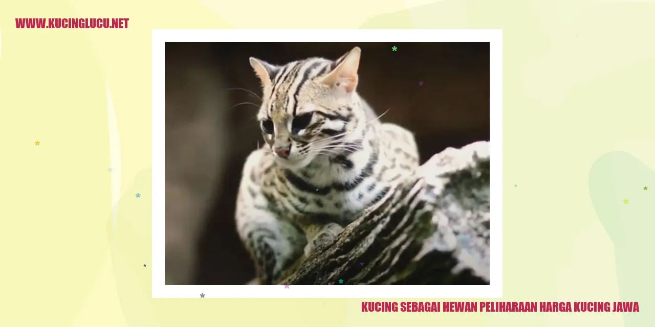 Gambar Kucing Jawa
