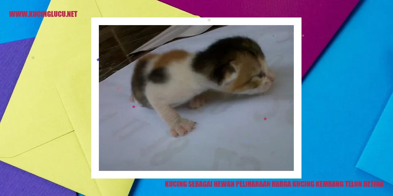 Kucing Kembang Telon Betina
