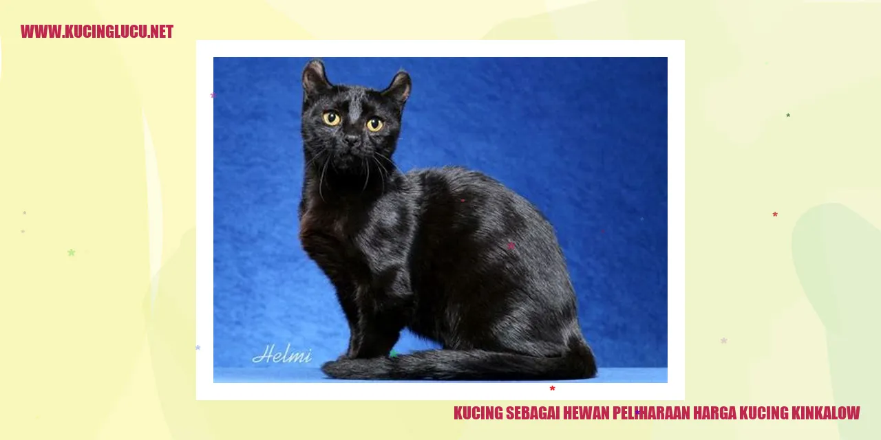 Kucing Kinkalow