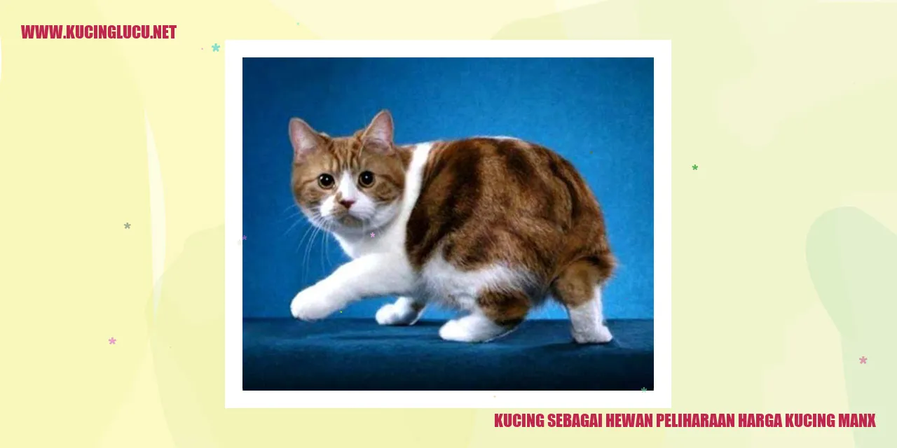 Kucing Manx