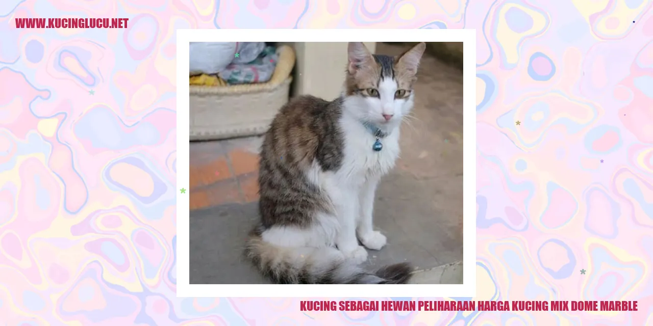 Kucing Mix Dome Marble