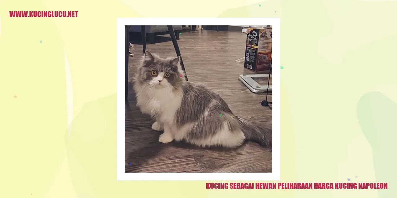 Kucing Napoleon