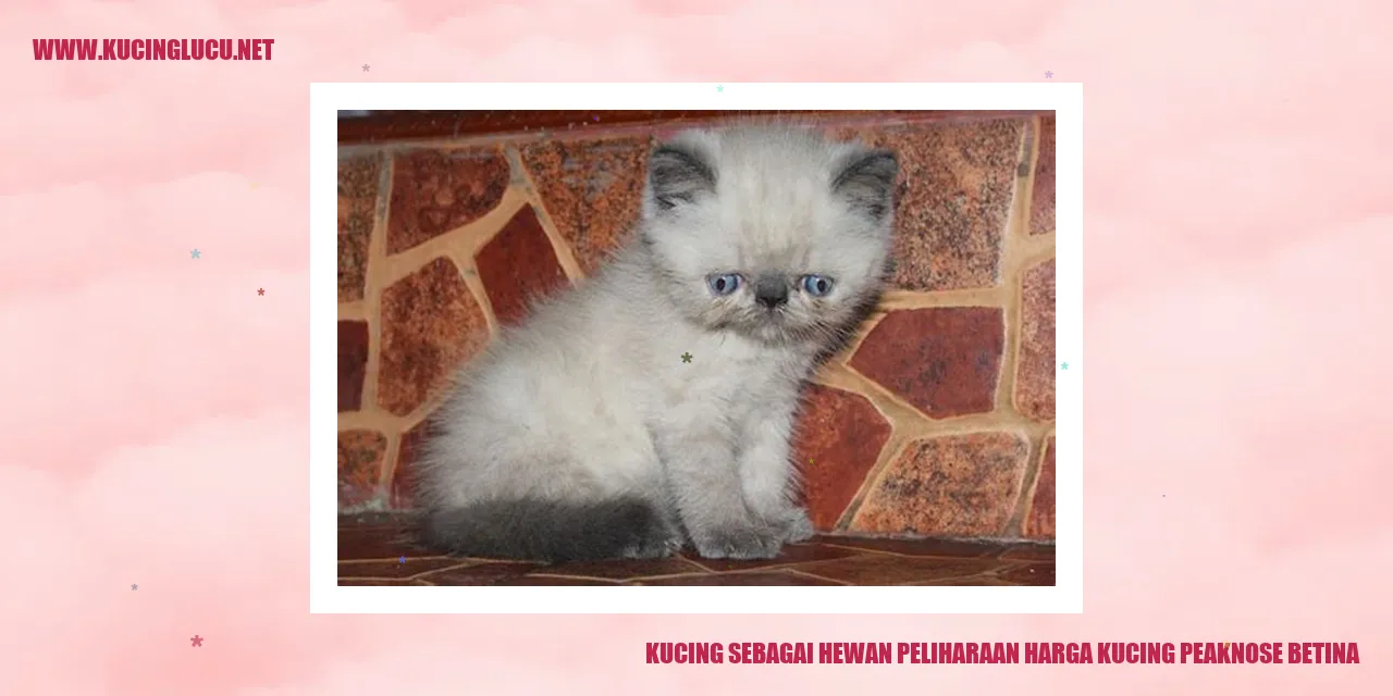 Potret memesona kucing peaknose betina