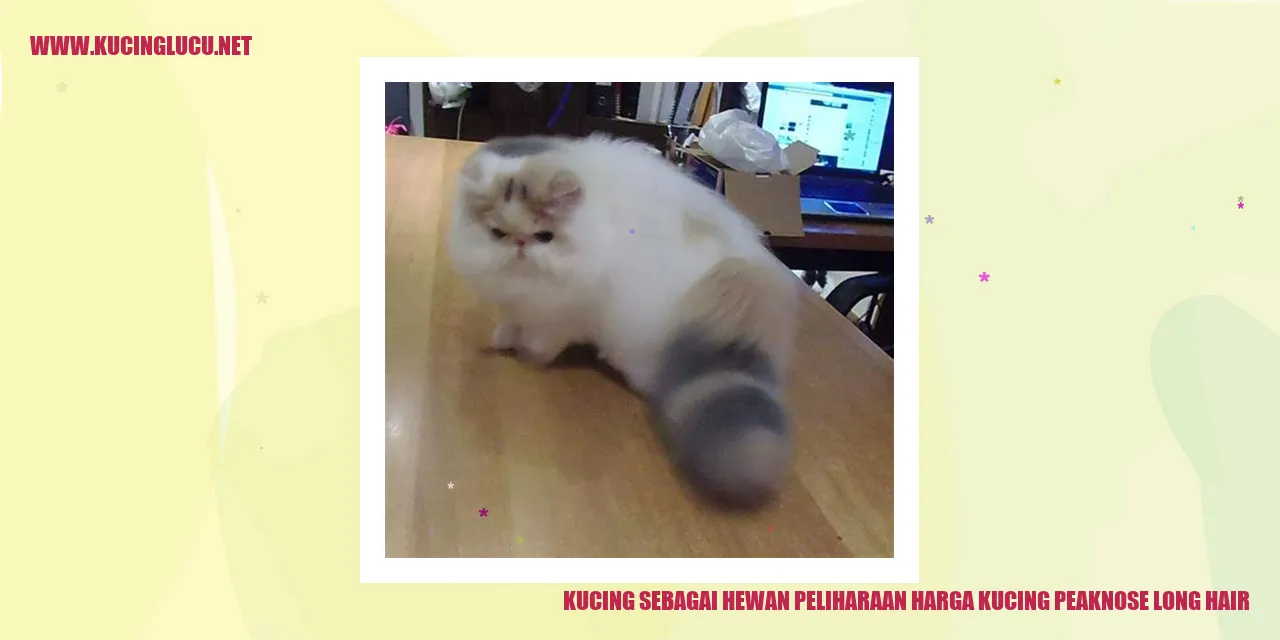 Kucing Peaknose Long Hair