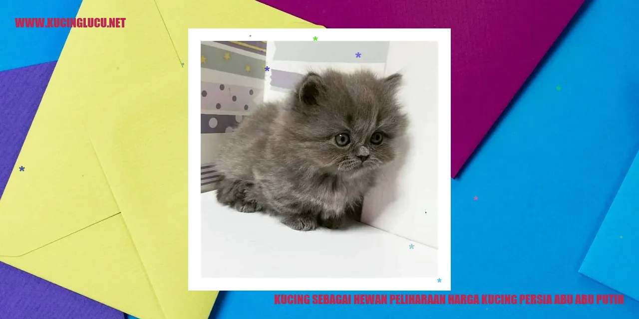 Gambar Kucing Persia Abu-abu Putih