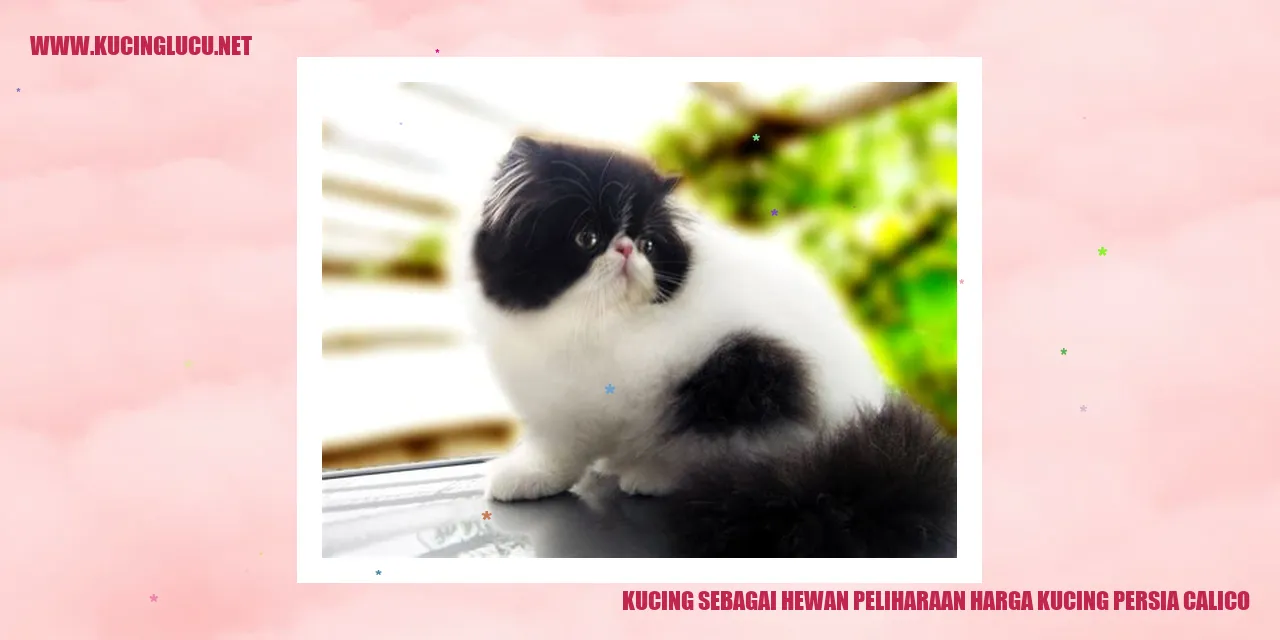 Kucing Persia Calico yang cantik