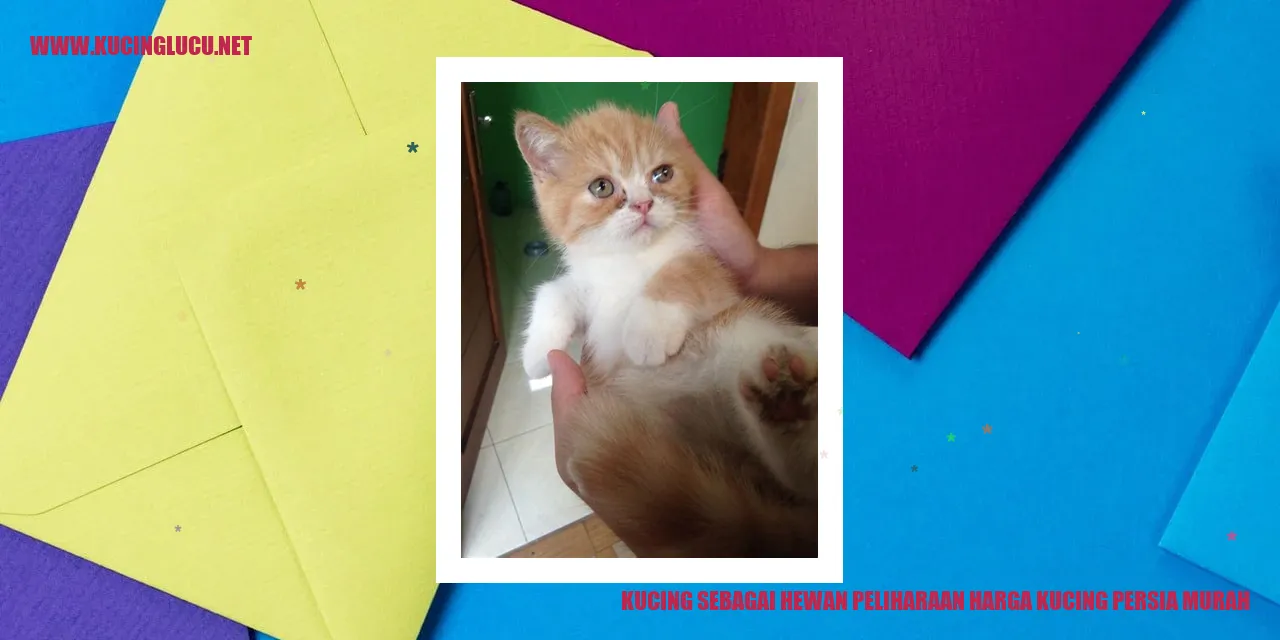 Kucing Persia