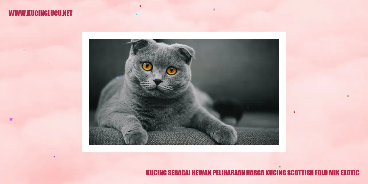 Kucing Sebagai Hewan Peliharaan harga kucing scottish fold mix exotic