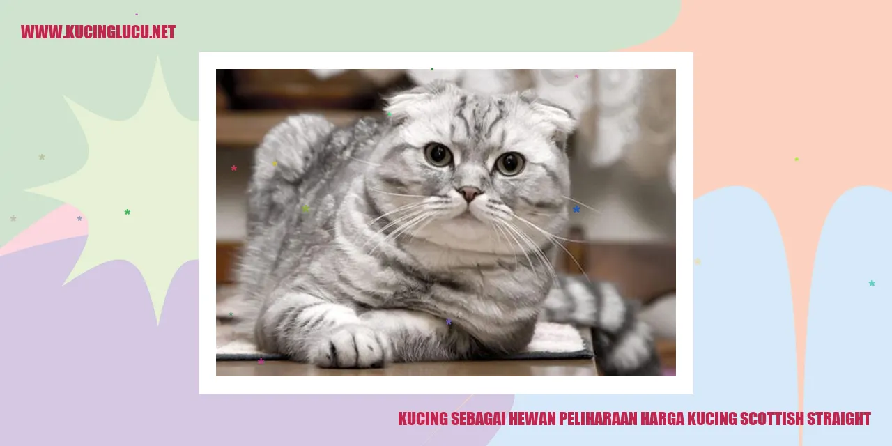 Kucing Scottish Straight