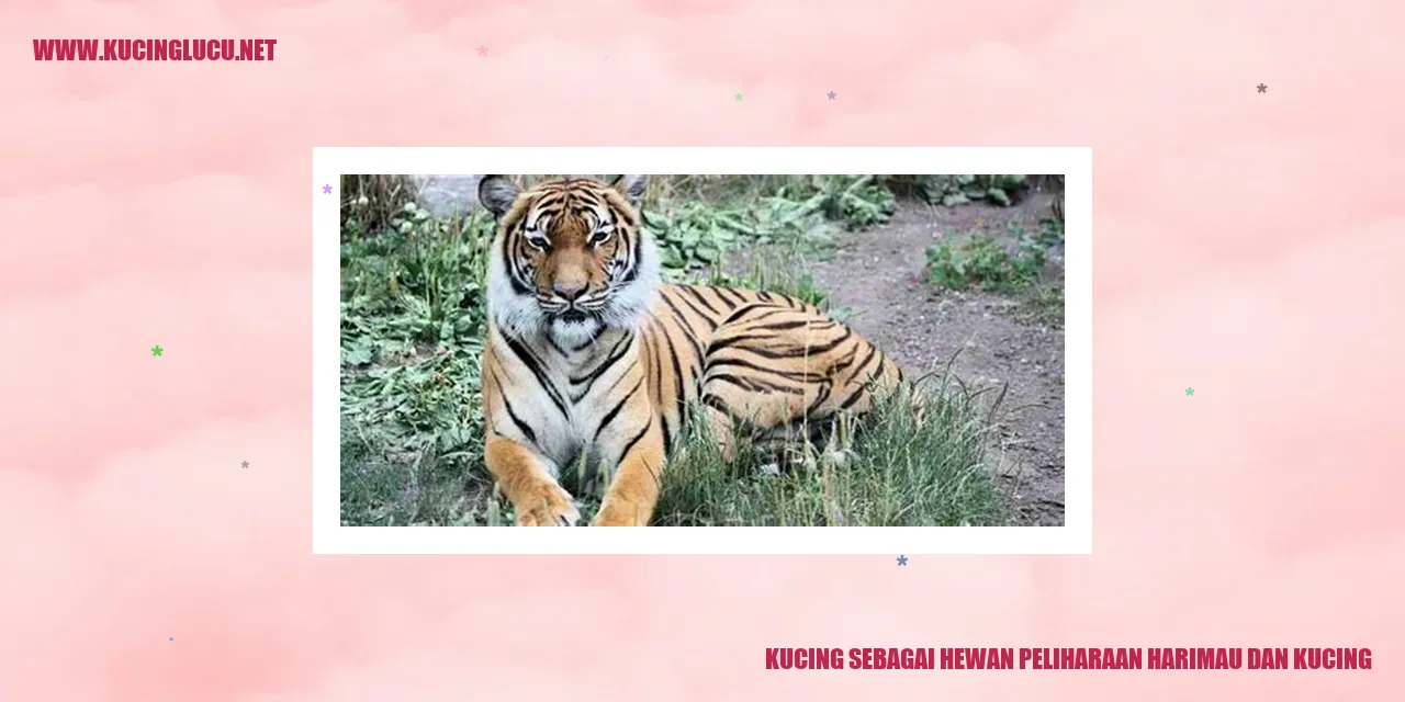 Kucing sebagai Hewan Peliharaan harimau dan kucing