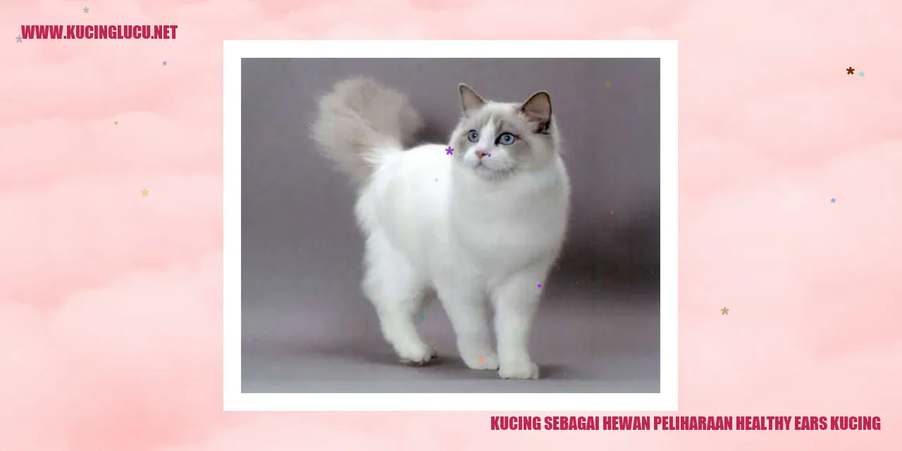 kucing dengan telinga yang sehat