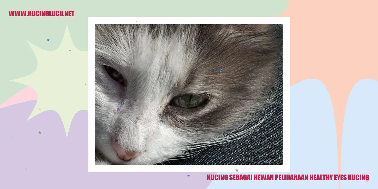 Gambar kucing dengan mata yang sehat