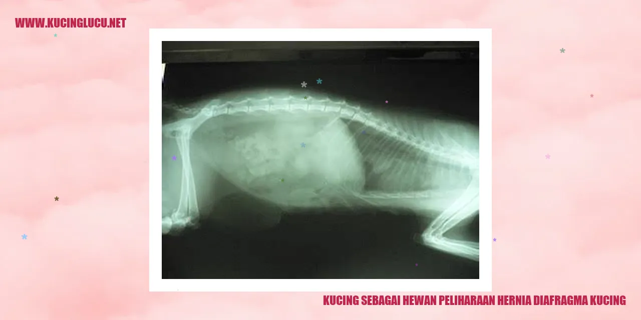 Kucing sebagai Hewan Peliharaan hernia diafragma kucing