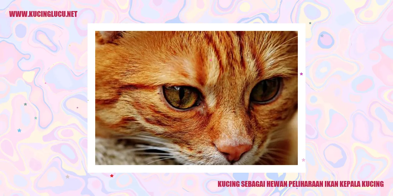 Gambar Kucing dan Ikan Kepala Kucing