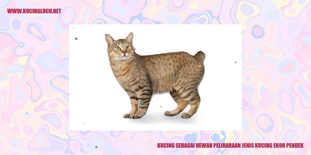 Kucing Ekor Pendek yang Menawan